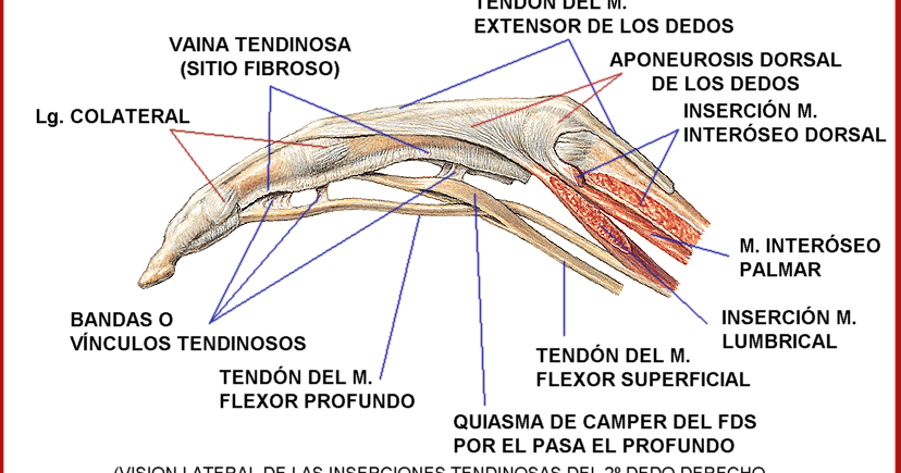 Del hongo las uñas la medicina